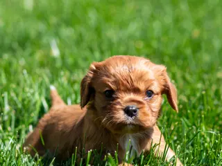 Cavalier King Charles Spaniel dogs for sale: Pearl Cavalier King Charles Spaniel Puppy - Ad 4