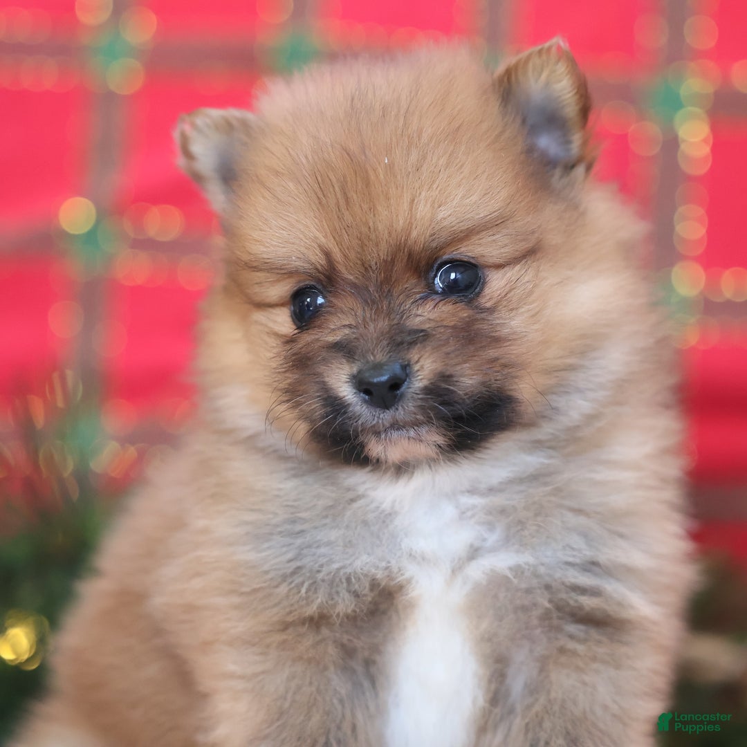 Pomeranian dogs for sale: Rumble - Ad 6