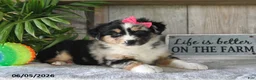 Australian Shepherd dogs for sale: Carly - Ad 5