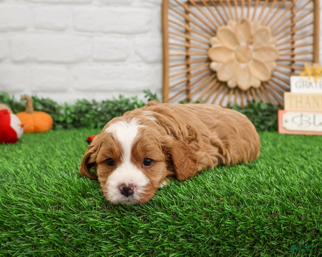 Cavapoo dogs for sale: Gavin - Ad 7