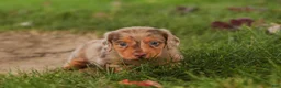 Miniature Dachshund dogs for sale: MacGyver Miniature Dachshund  - Ad 8