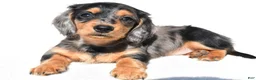 Miniature Dachshund dogs for sale: Angel - Ad 5