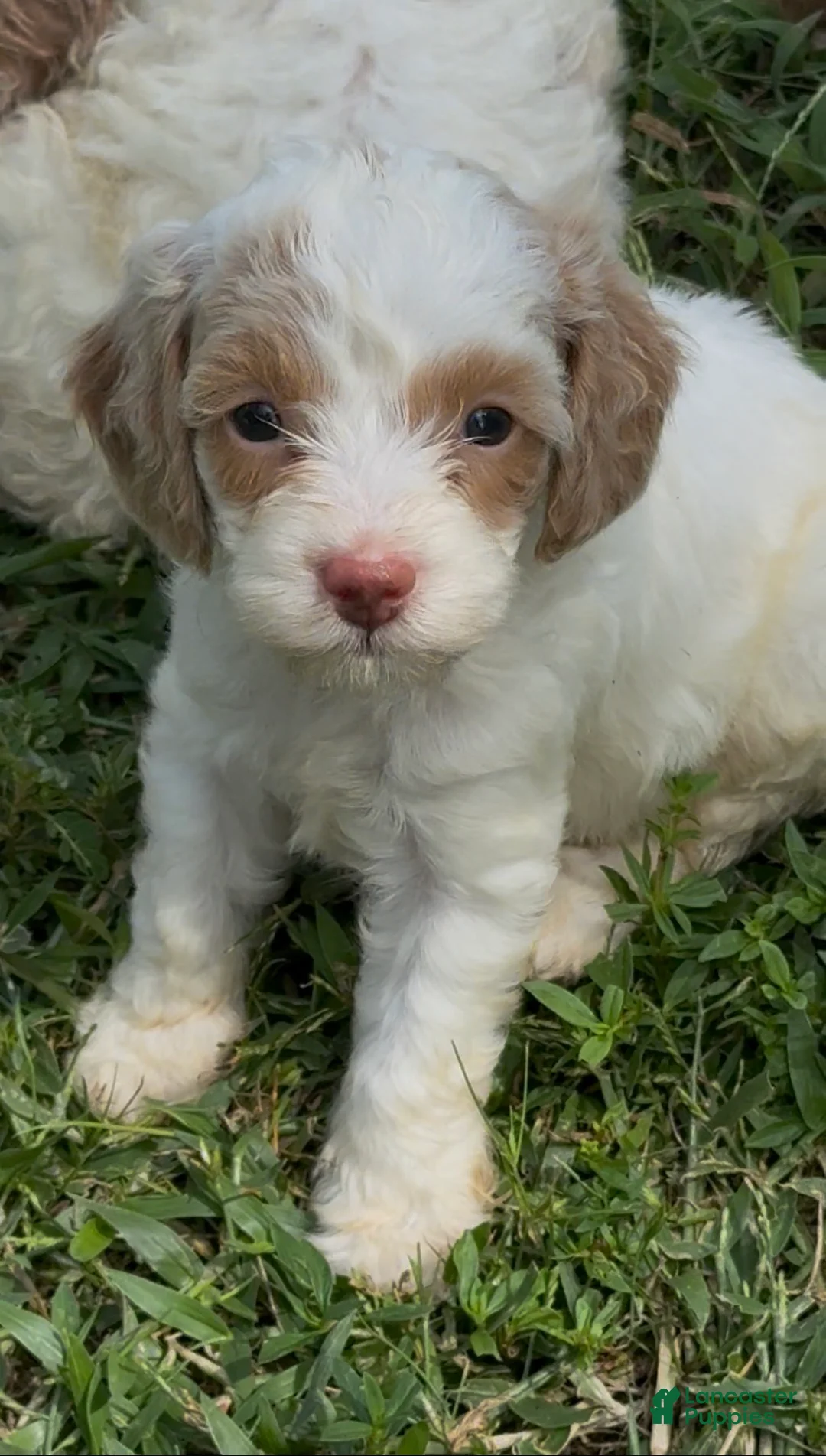 Cockapoo dogs for sale: Ruby - Ad 2