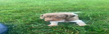 Akc Jill