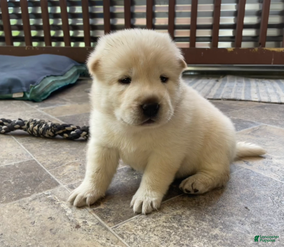 Mixed Breed dogs Chowski boy - Ad 1