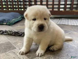 Mixed Breed dogs for sale: Chowski boy - Ad 1