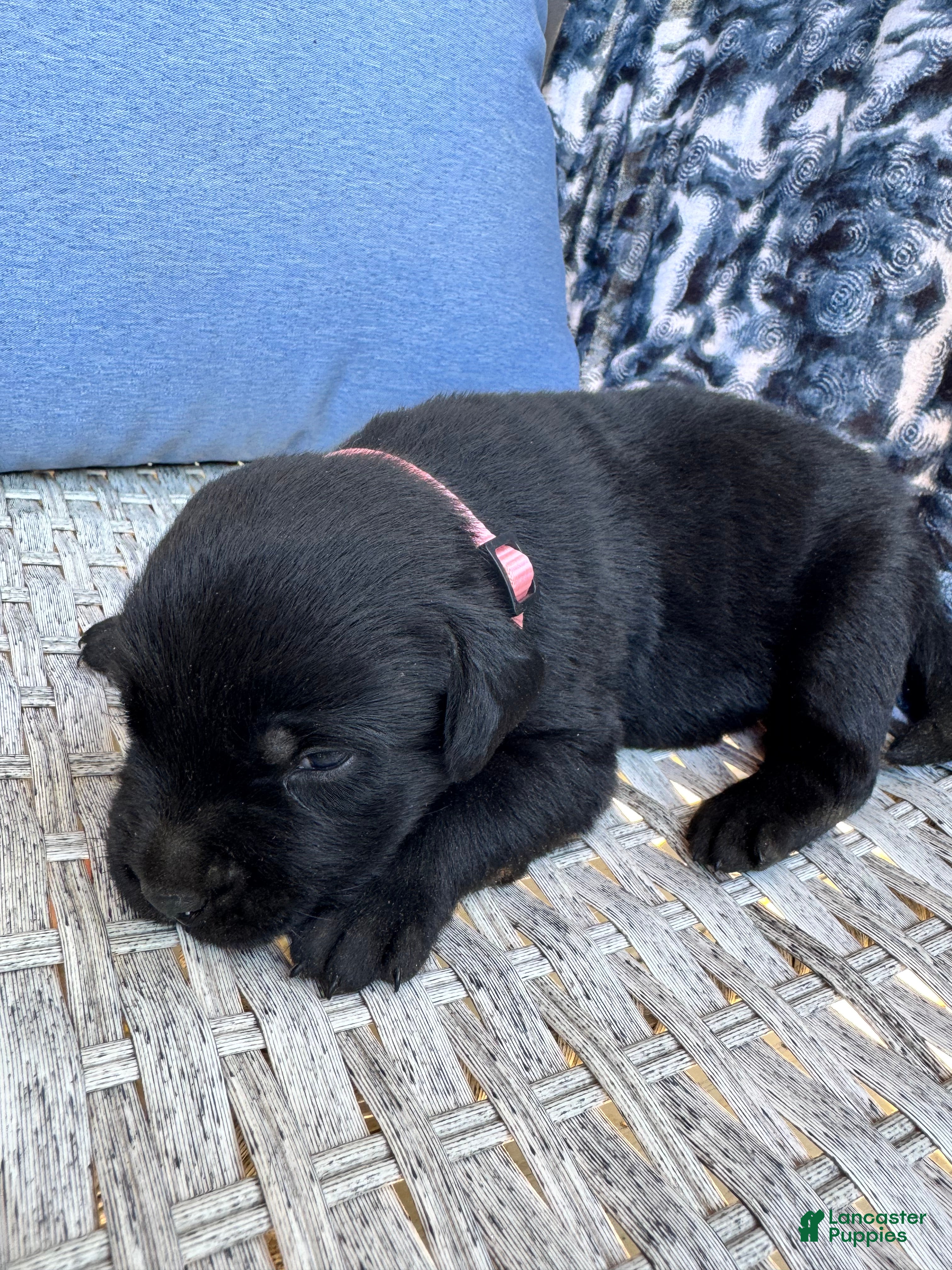 Labrador Retriever dogs Taffy 🩷 - Ad 26