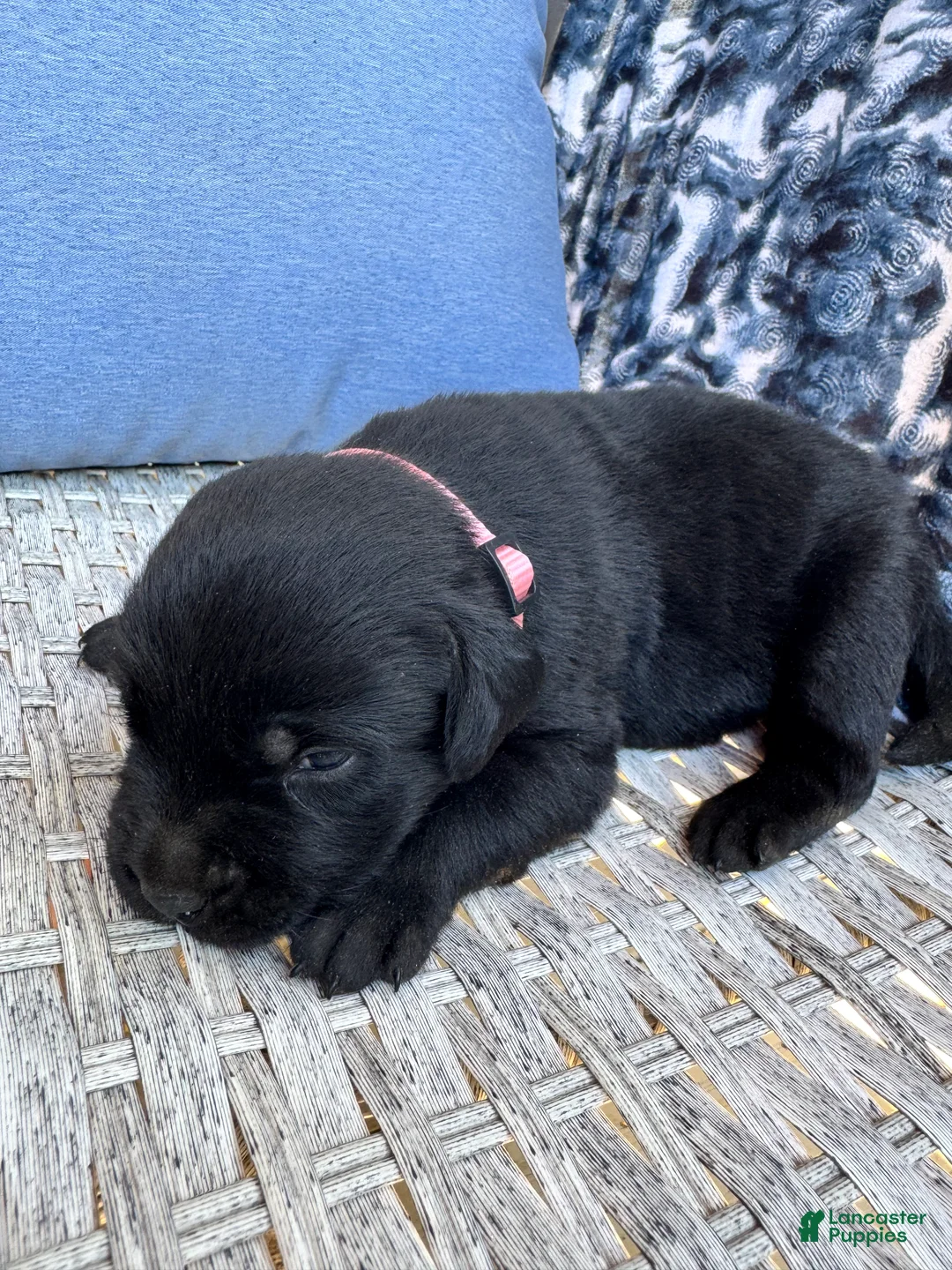 Labrador Retriever dogs for sale: Taffy 🩷 - Ad 1