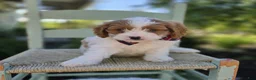 Cavapoo dogs for sale: Randy - Ad 3