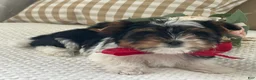 Biewer Terrier dogs for sale: Molly - Ad 10