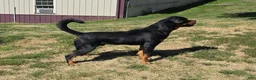 Rottweiler dogs for sale: Rolo - Ad 2