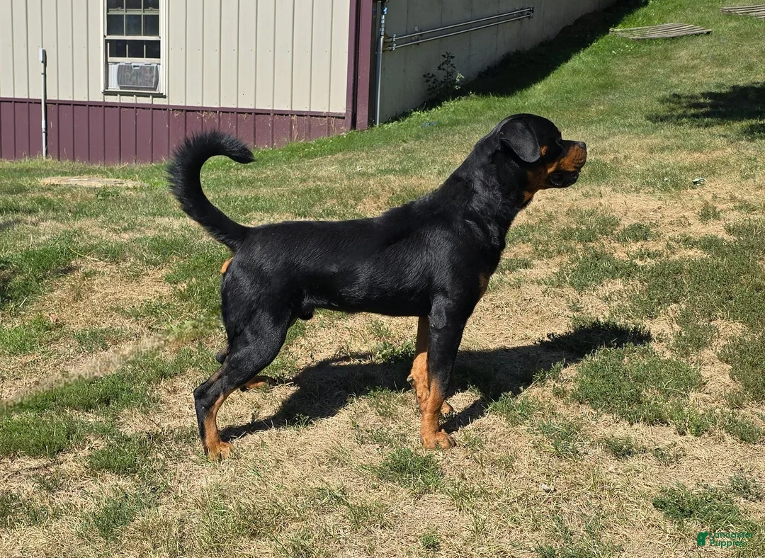 Rottweiler dogs for sale: Rolo - Ad 2