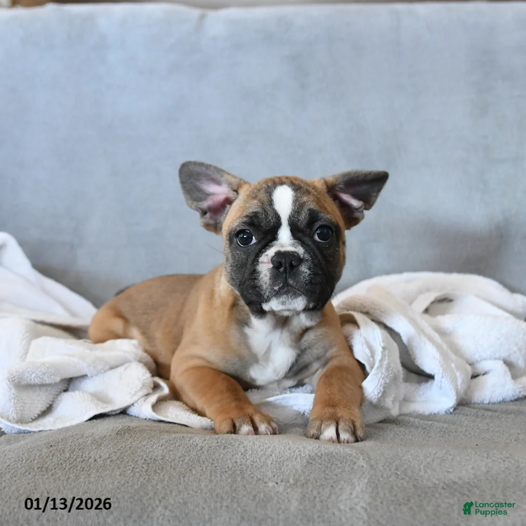 French Bulldog dogs for sale: Yancy - Ad 2