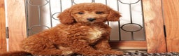 Mini Goldendoodle dogs for sale: Apple Female Mini Goldendoodle Puppy - Ad 4