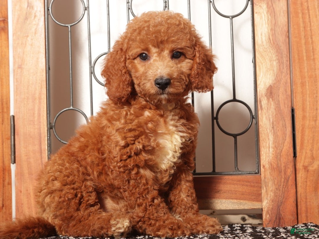 Mini Goldendoodle dogs for sale: Apple Female Mini Goldendoodle Puppy - Ad 4