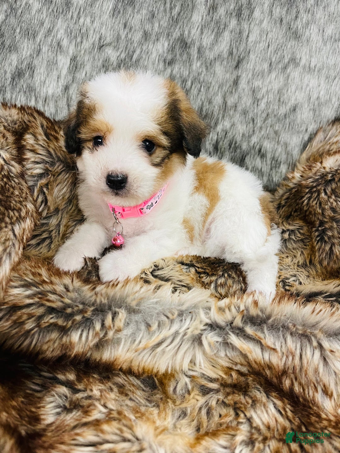 Mixed Breed dogs for sale: Snickerdoodle  - Ad 4