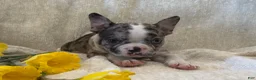 Frenchton dogs for sale: Carly - Ad 6