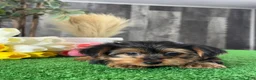 Yorkshire Terrier dogs for sale: Yimmy 🥎 - Ad 3