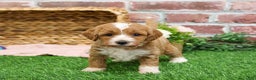 Mini Goldendoodle dogs for sale: Gemelli  - Ad 1