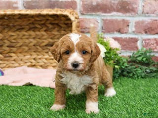Mini Goldendoodle dogs Gemelli - Ad 38