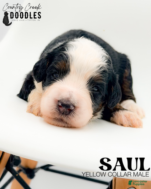 Bernedoodle dogs Saul - Ad 41