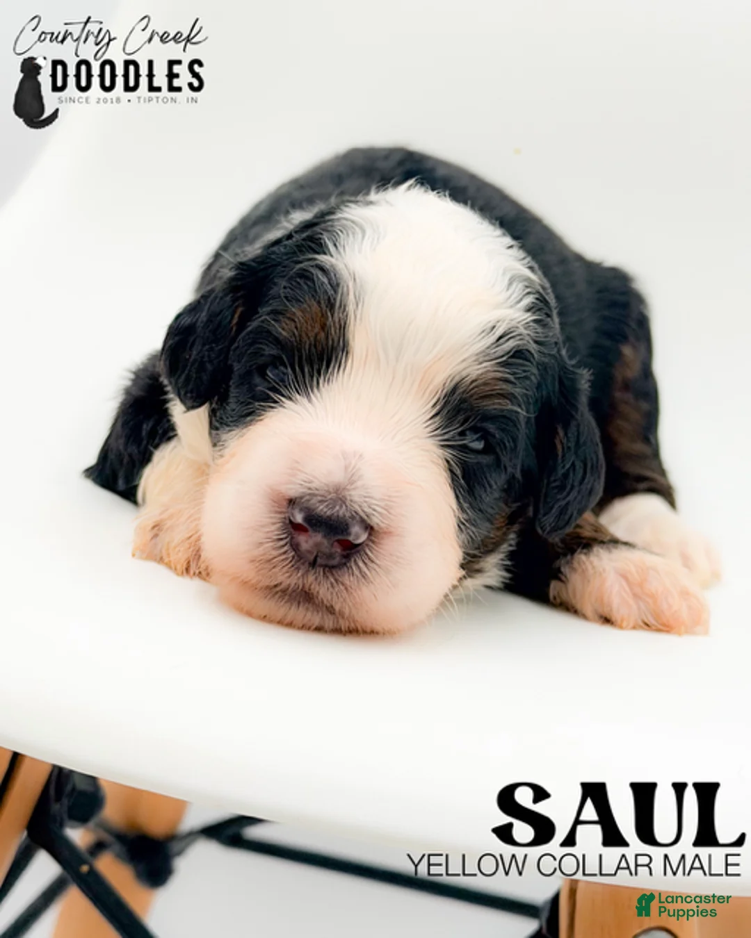 Bernedoodle dogs for sale: Saul - Ad 1