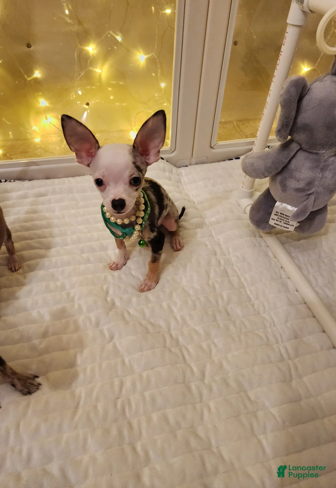 Chihuahua dogs for sale: Toy jojo - Ad 2