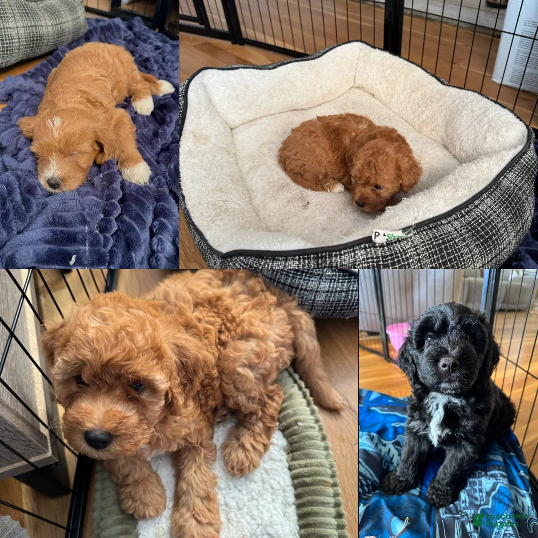 Mixed Breed dogs for sale: Mixed Breed 2 - Ad 2