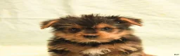 Yorkshire Terrier dogs for sale: Harry - Ad 5