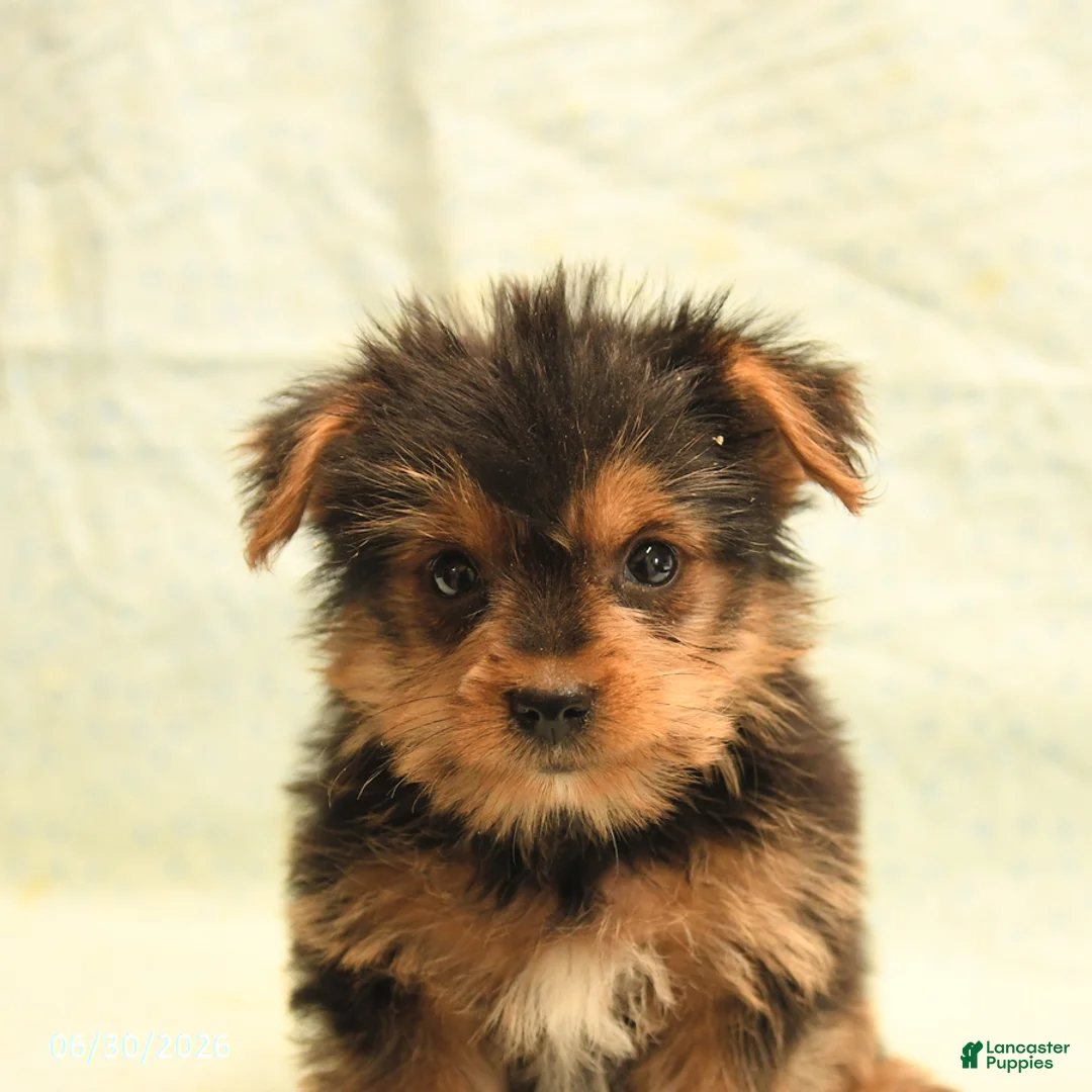 Yorkshire Terrier dogs for sale: Harry - Ad 5