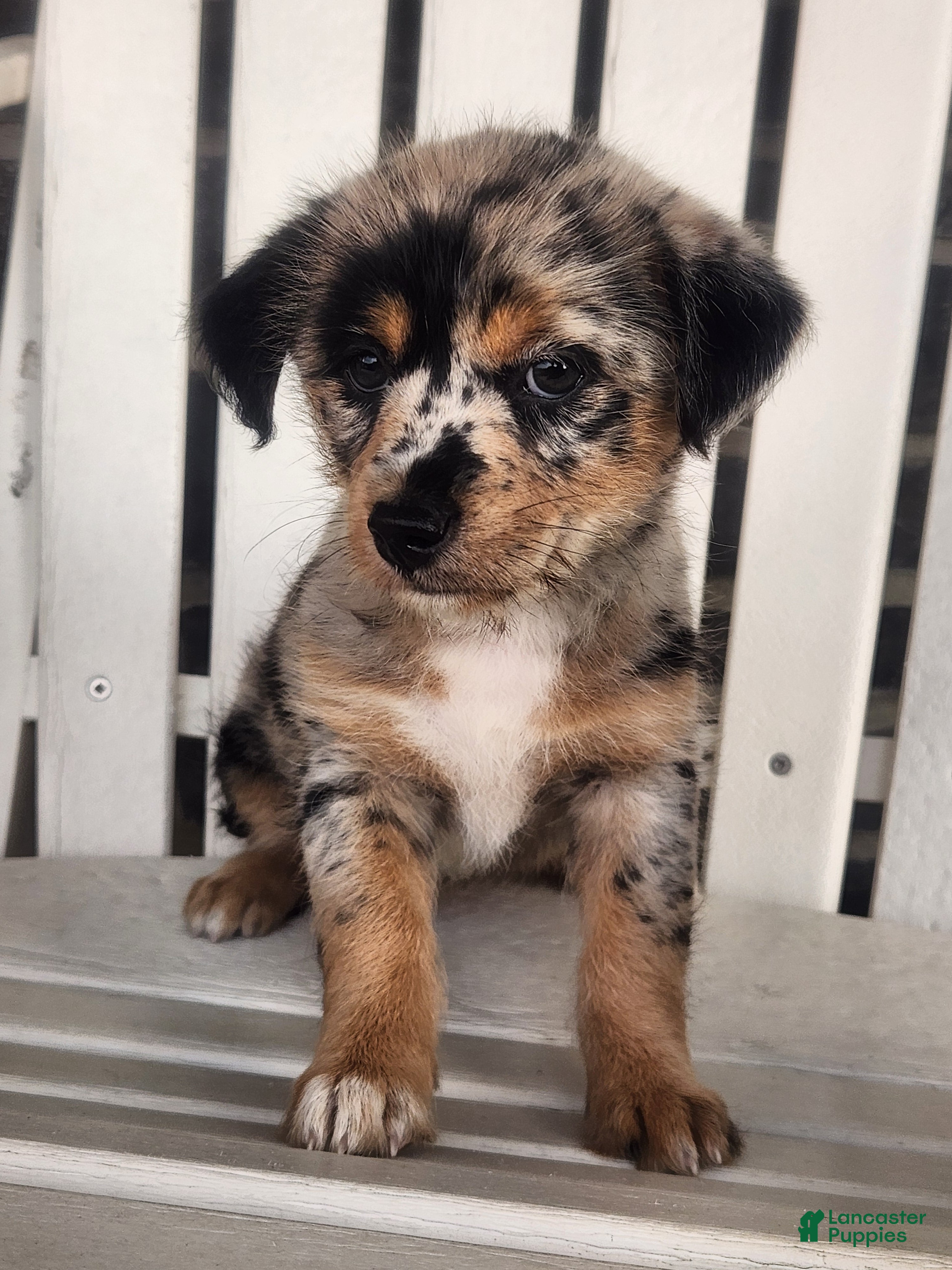 Mixed Breed dogs Girl - Ad 1
