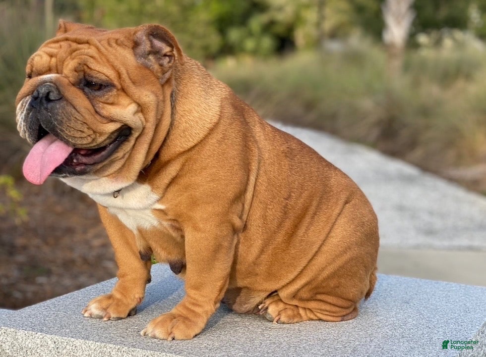 English Bulldog dogs for sale: Garnett  - Ad 1