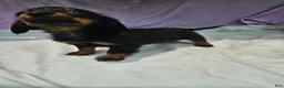 Dachshund dogs for sale: Shayla - Ad 3