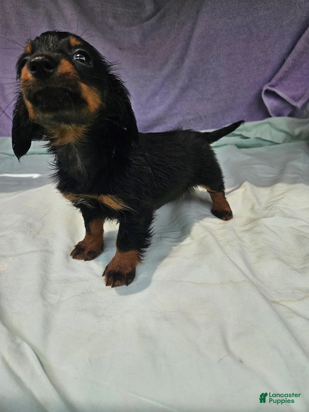 Dachshund dogs for sale: Shayla - Ad 3