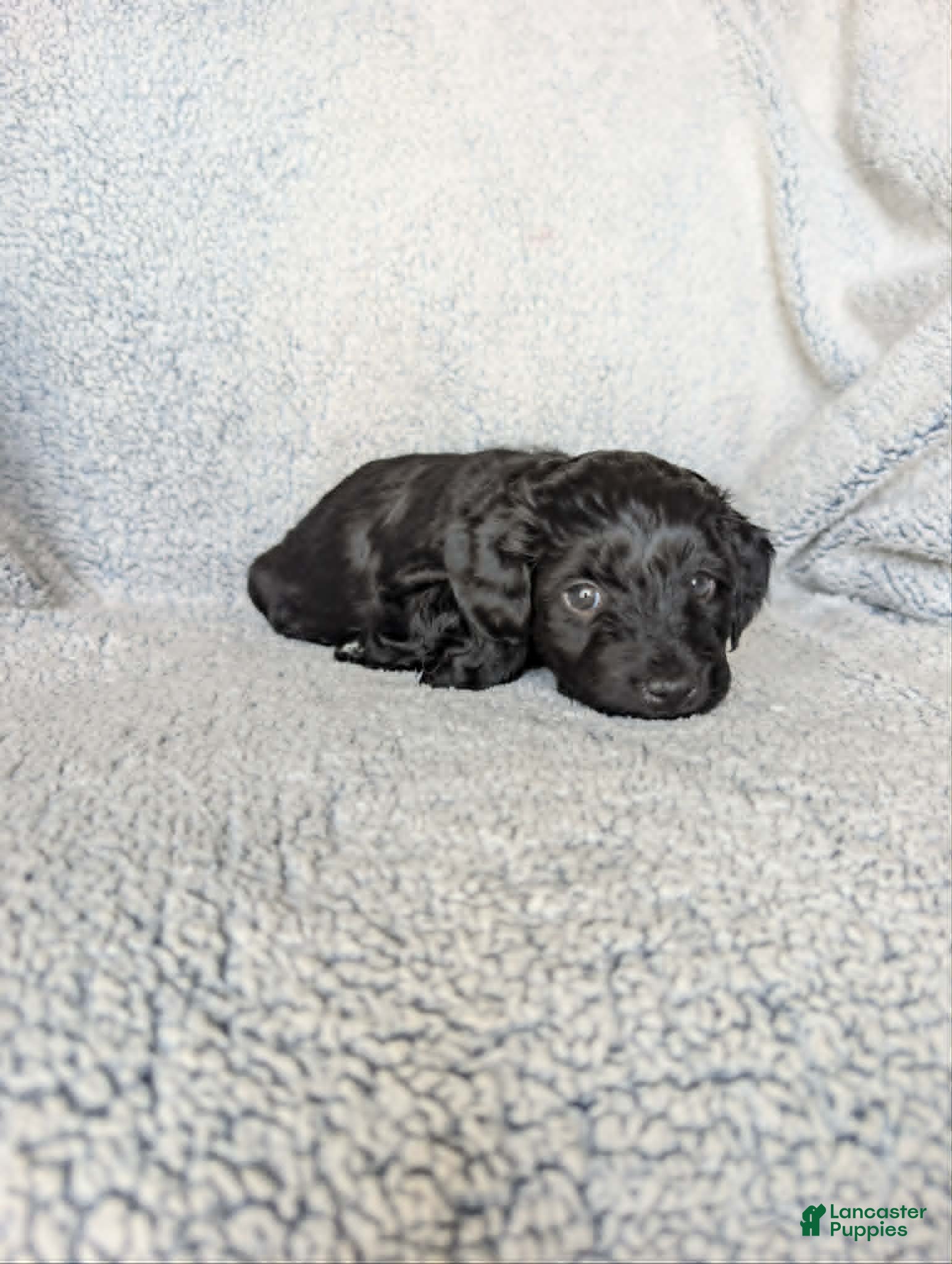Mixed Breed dogs for sale: Midnight  - Ad 7