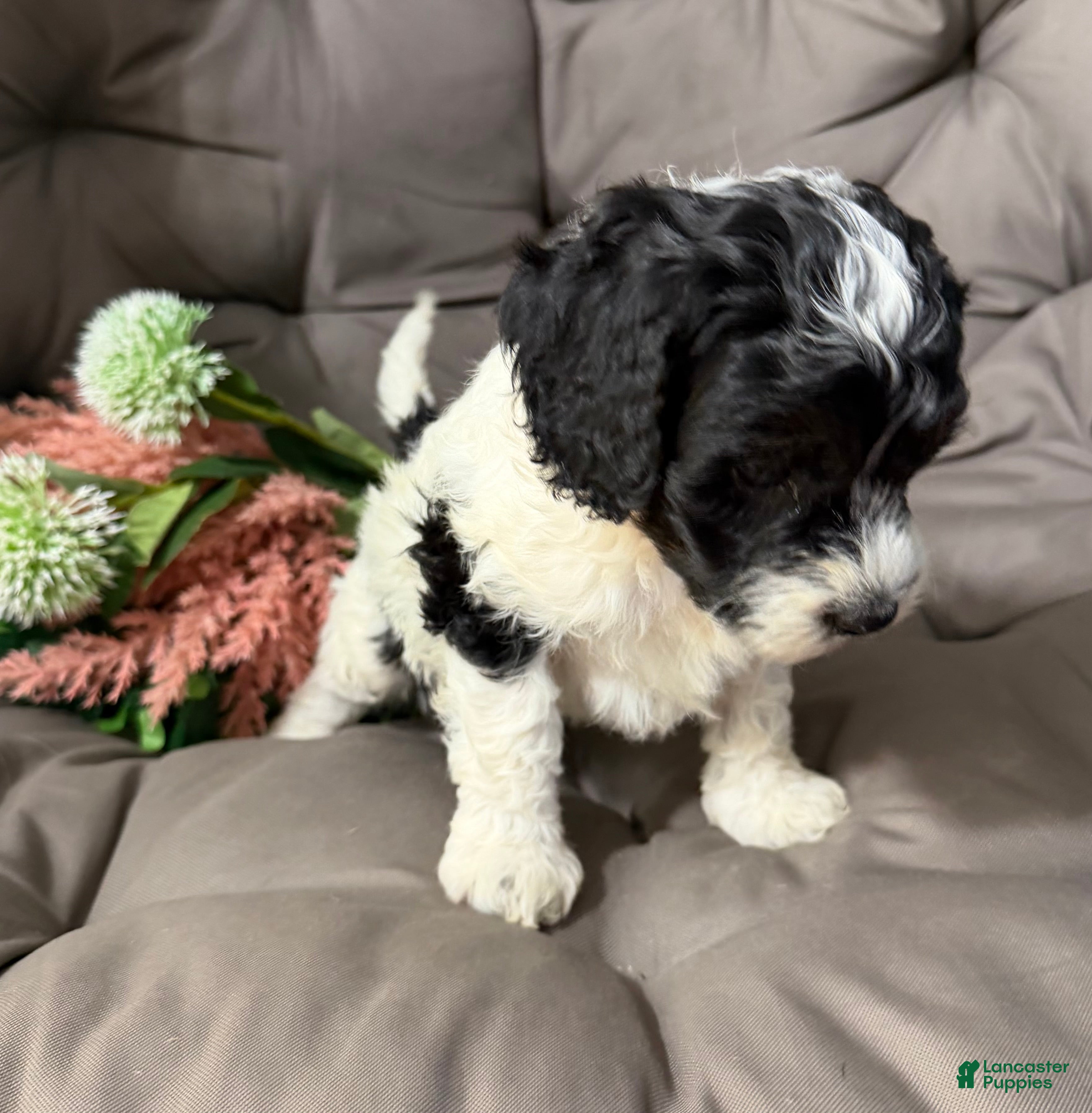 Cockapoo dogs Bill - Ad 2