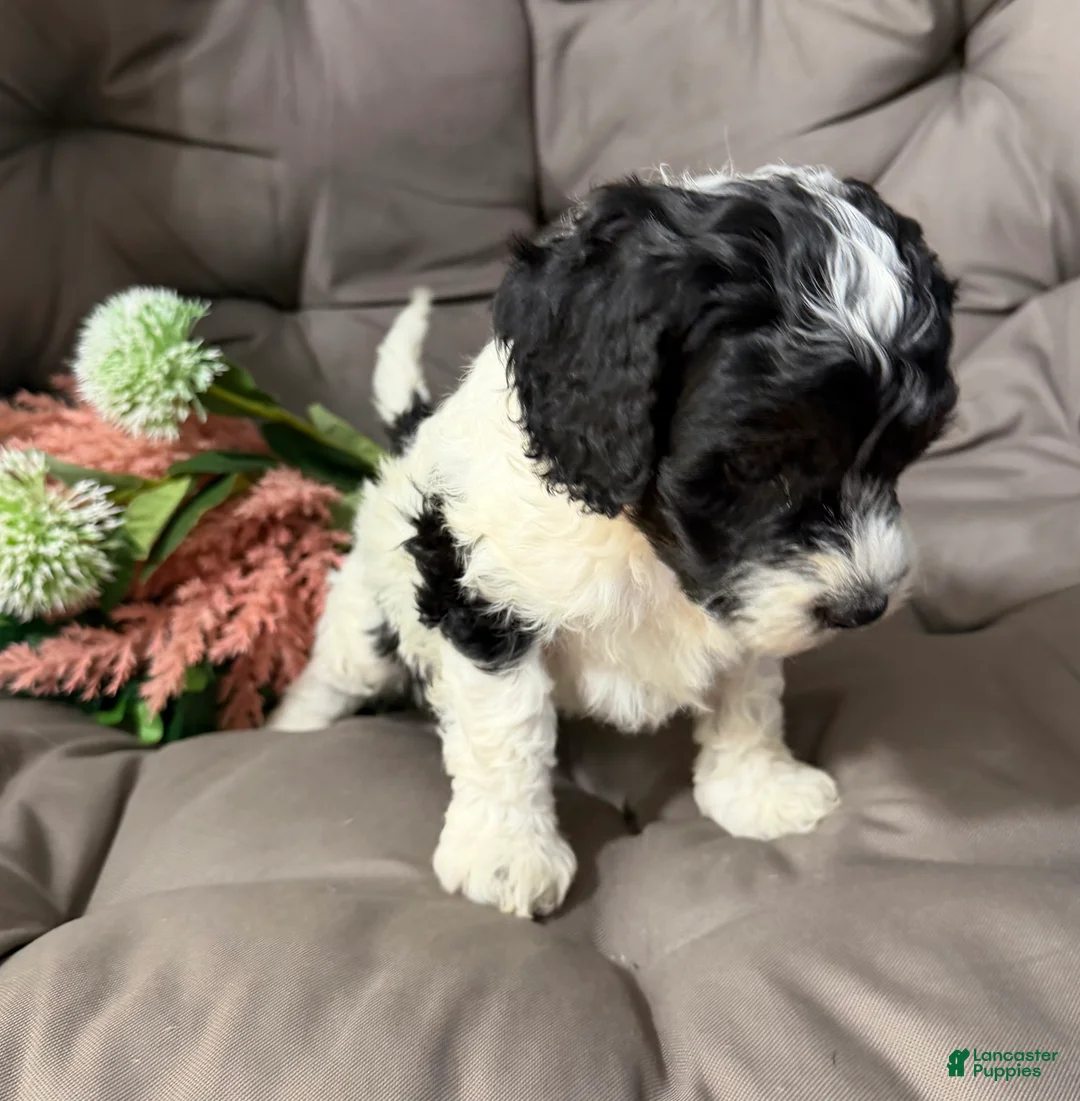 Cockapoo dogs for sale: Bill - Ad 2