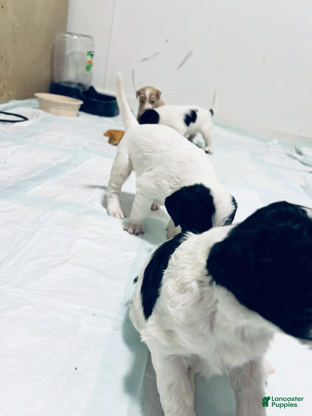 Mixed Breed dogs for sale: Spot - Ad 3