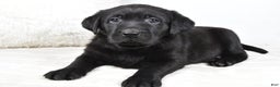 Labrador Retriever dogs for sale: Maggie - Ad 5