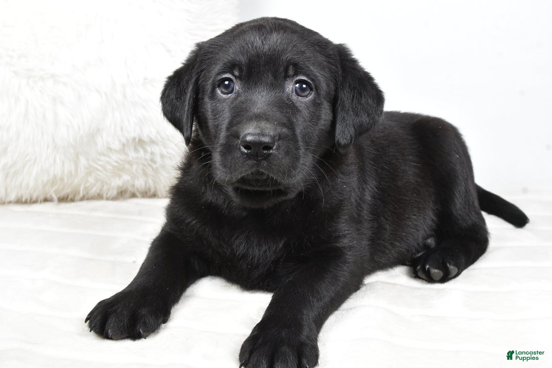 Labrador Retriever dogs for sale: Maggie - Ad 5