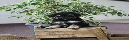 Toy Poodle dogs for sale: Viola  - Ad 3