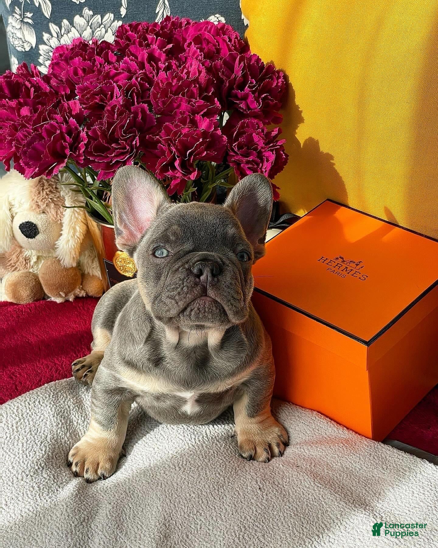 French Bulldog dogs Shelton - Ad 30
