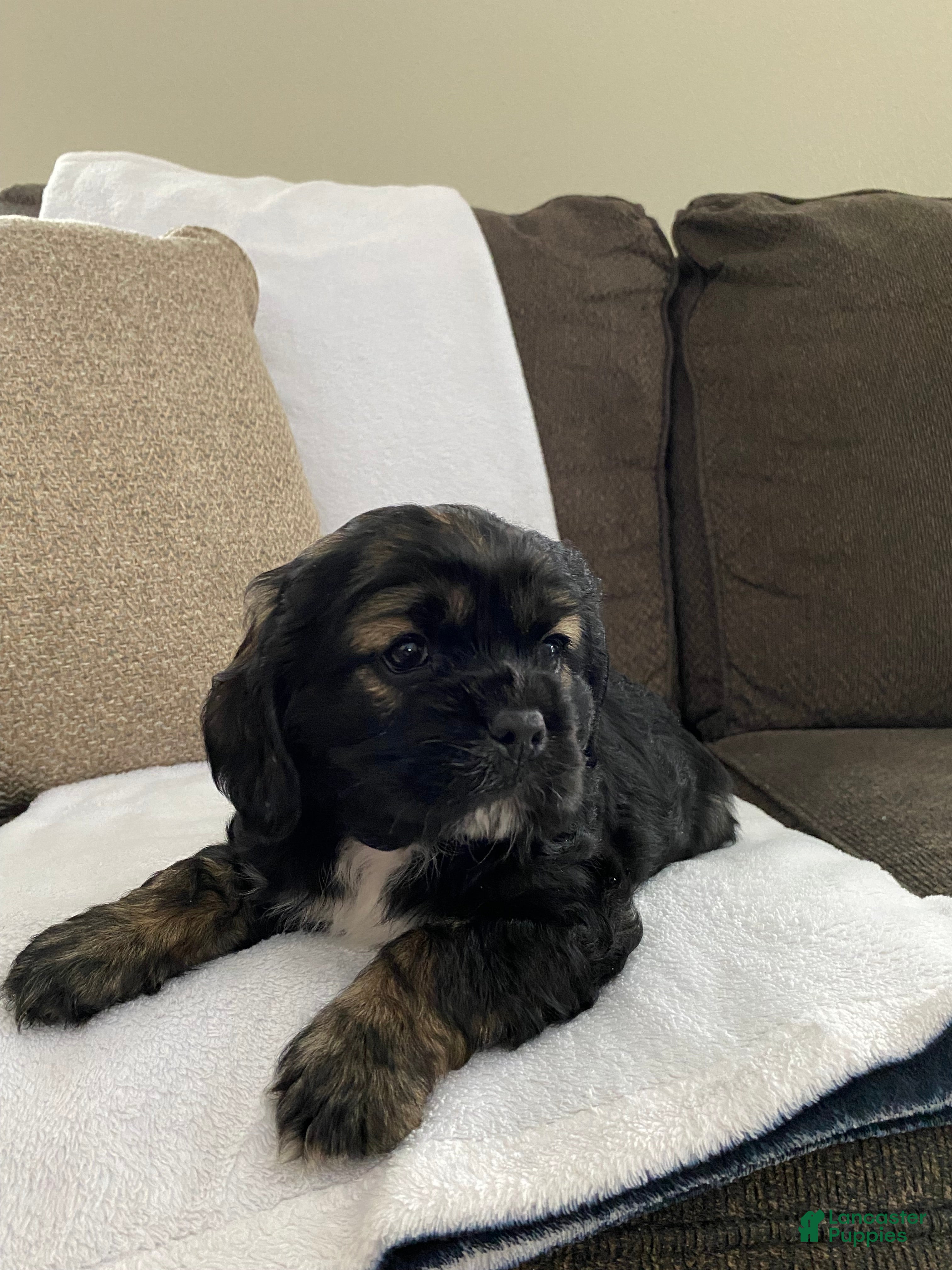 Cocker Spaniel dogs Tabby  - Ad 35