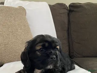 Cocker Spaniel dogs Tabby - Ad 19