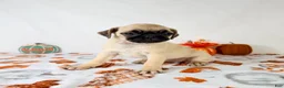 Pug dogs for sale: Petunia - Ad 2