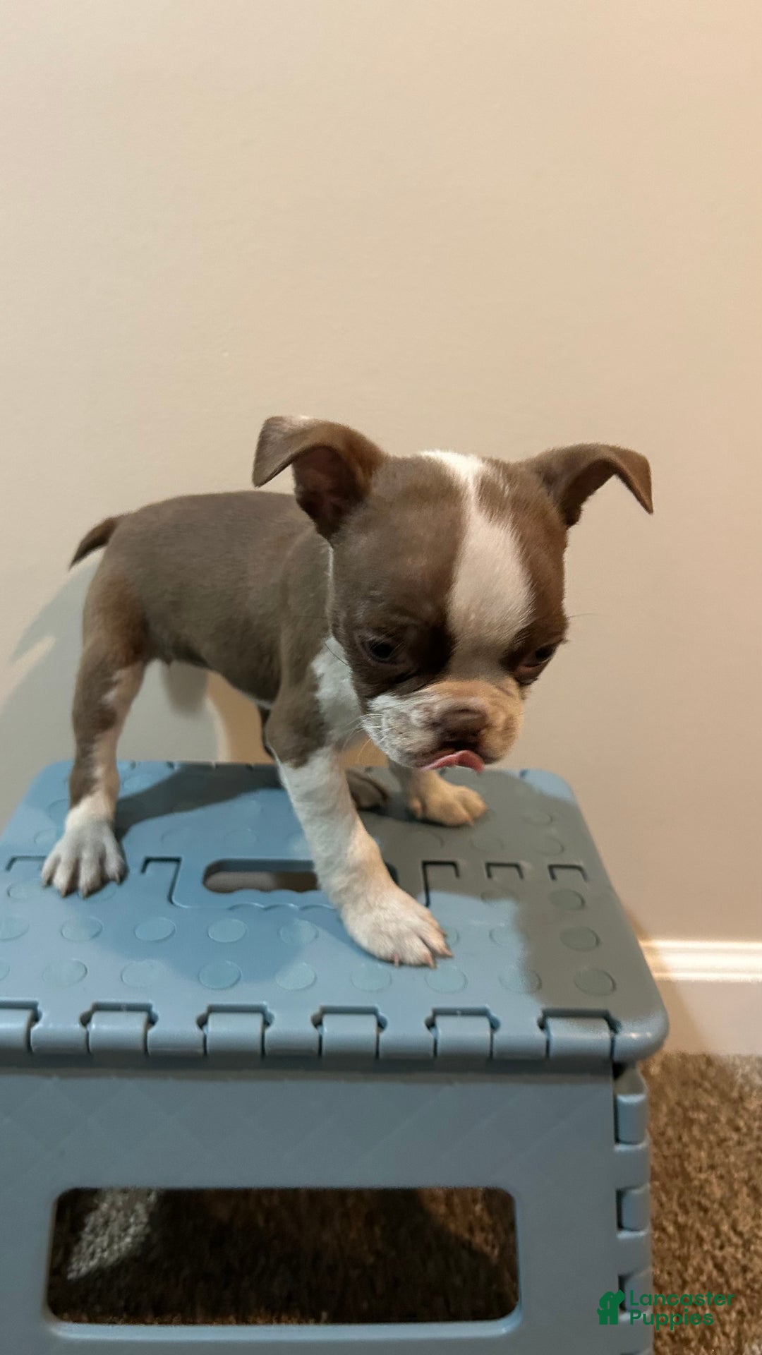 Boston Terrier dogs for sale: Suga - Ad 5