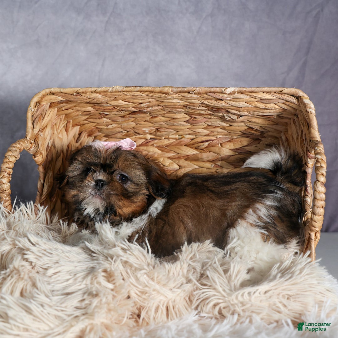 Shih Tzu dogs for sale: OAKLEY - Ad 10