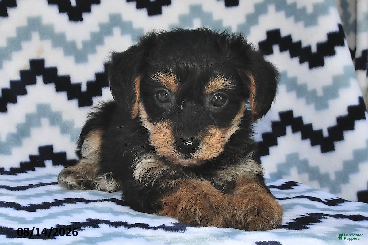 Yorkiepoo dogs Sunny  - Ad 1