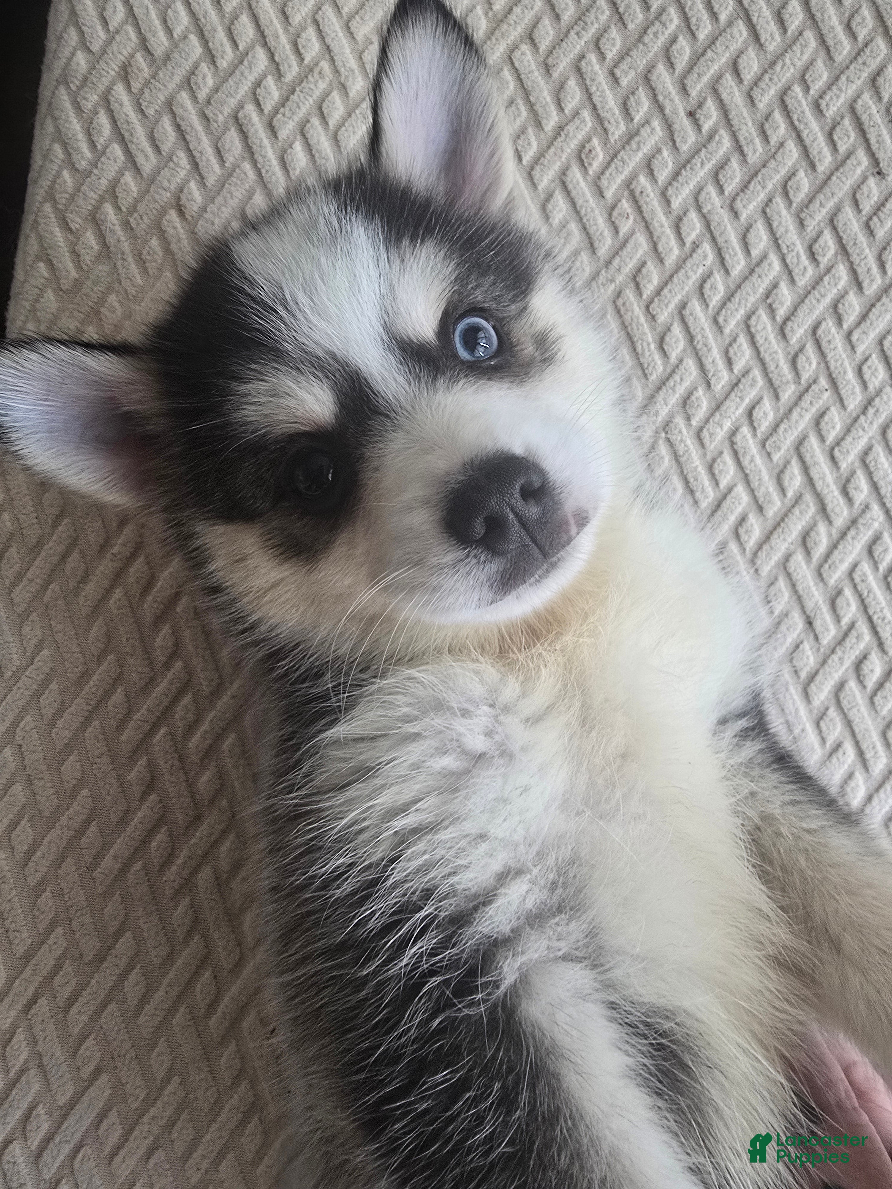 Pomsky dogs Draco  - Ad 42