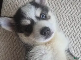 Pomsky dogs Draco - Ad 42